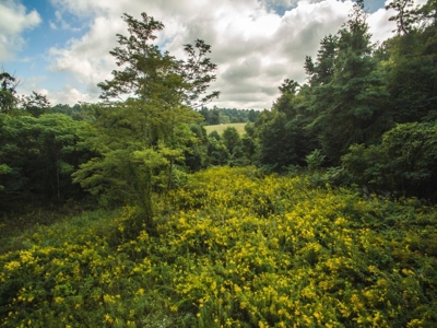 Absolute Auction of Farm Land in Copper Hill VA! - image 22
