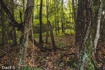 Absolute Auction of Farm Land in Copper Hill VA! - image 9