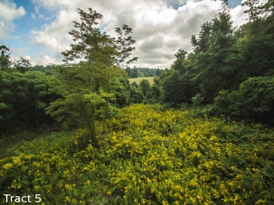 Absolute Auction of Farm Land in Copper Hill VA! - image 14