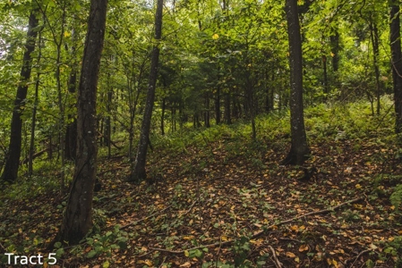 Absolute Auction of Farm Land in Copper Hill VA! - image 10