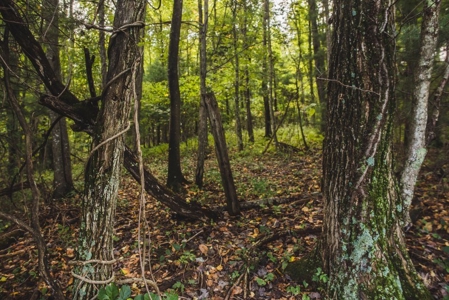 Absolute Auction of Farm Land in Copper Hill VA! - image 3