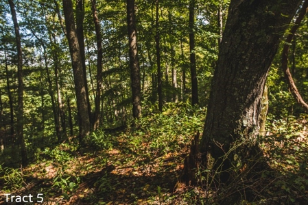 Absolute Auction of Farm Land in Copper Hill VA! - image 5