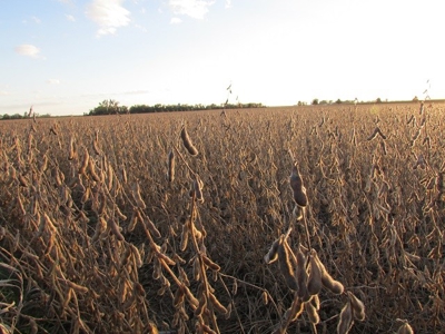 SOLD! Tract 1 $7100/Ac, Tract 2 $4500/Ac, Tract 3 $2450/Ac - image 4