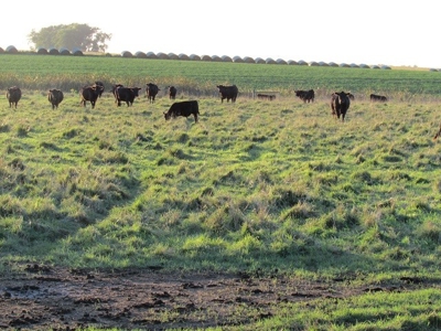 SOLD! Tract 1 $7100/Ac, Tract 2 $4500/Ac, Tract 3 $2450/Ac - image 8