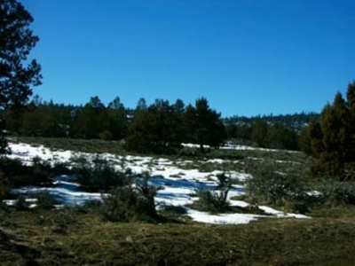 3 Parcels With Frontage On Goose Lake - image 7