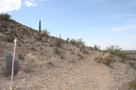 Mountain Home for sale Arizona, horse property for sale AZ - image 47