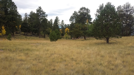 120 Acre Mountain Land for Sale - image 22