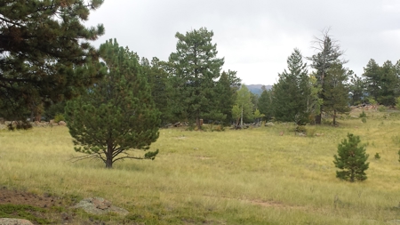 120 Acre Mountain Land for Sale - image 5