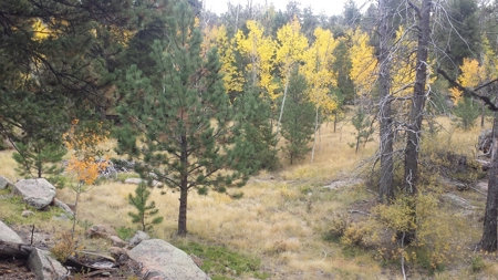 120 Acre Mountain Land for Sale - image 16