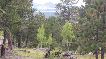 120 Acre Mountain Land for Sale - image 4