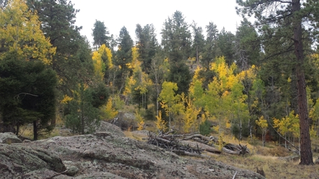 120 Acre Mountain Land for Sale - image 15