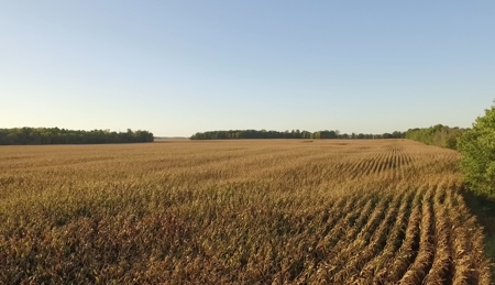160 Acres +/- Farmland Auction (11/10 @ 6 PM) - image 4