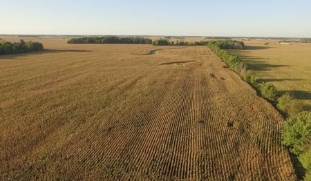 160 Acres +/- Farmland Auction (11/10 @ 6 PM) - image 2