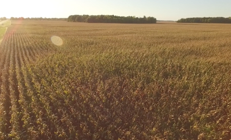 160 Acres +/- Farmland Auction (11/10 @ 6 PM) - image 5