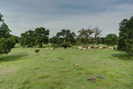 Land for Sale in Madison County, Midway Texas - image 11