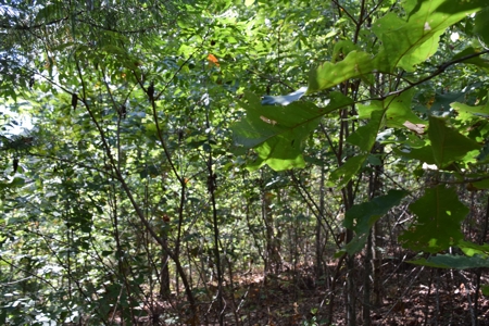 East Tenn Lot For Sale At Auction Lakefront Subdivision - image 16