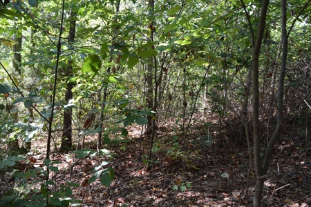 East Tenn Lot For Sale At Auction Lakefront Subdivision - image 18