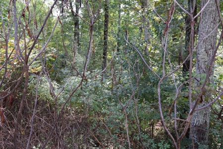 East Tenn Lot For Sale At Auction Lakefront Subdivision - image 14