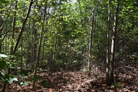 East Tenn Lot For Sale At Auction Lakefront Subdivision - image 20