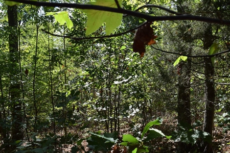 East Tenn Lot For Sale At Auction Lakefront Subdivision - image 19