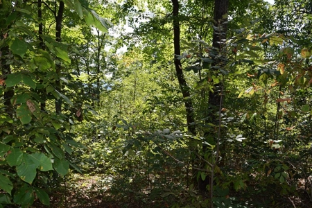 East Tenn Lot For Sale At Auction Lakefront Subdivision - image 17