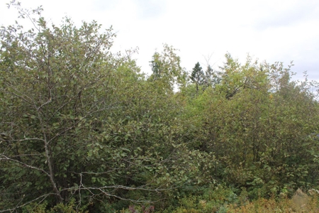 Maine Land for Sale in Pembroke - image 1
