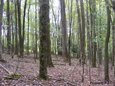 2 Story Home on 21.22 Acres in Willis VA for Sale at Auction - image 11
