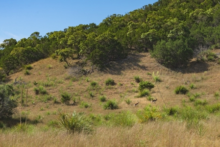 Live Water Hunting Ranch For Sale in Bandera County Texas - image 9