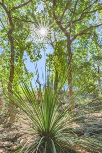 Live Water Hunting Ranch For Sale in Bandera County Texas - image 29