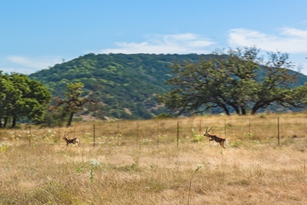 Live Water Hunting Ranch For Sale in Bandera County Texas - image 7