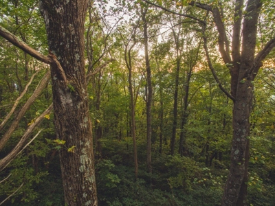 78 Acres of Wooded Recreational Land for Sale in Fancy Gap! - image 17