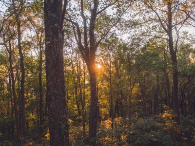 78 Acres of Wooded Recreational Land for Sale in Fancy Gap! - image 13