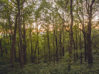 78 Acres of Wooded Recreational Land for Sale in Fancy Gap! - image 18