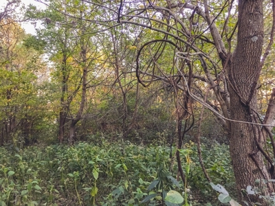 78 Acres of Wooded Recreational Land for Sale in Fancy Gap! - image 20