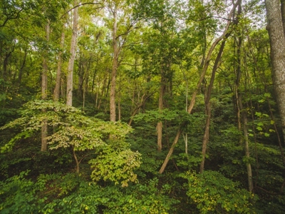 75 Acres of Hunting & Recreational Land for Auction in VA! - image 15