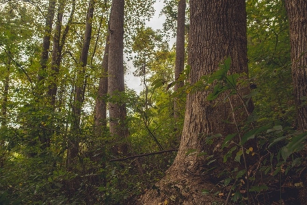 75 Acres of Hunting & Recreational Land for Auction in VA! - image 10