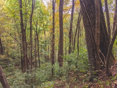 75 Acres of Hunting & Recreational Land for Auction in VA! - image 29