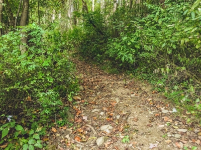 75 Acres of Hunting & Recreational Land for Auction in VA! - image 25