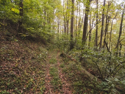 75 Acres of Hunting & Recreational Land for Auction in VA! - image 19