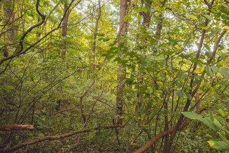 75 Acres of Hunting & Recreational Land for Auction in VA! - image 13