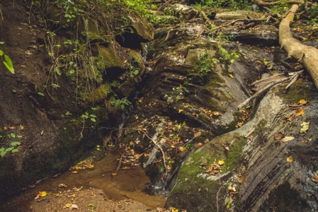 75 Acres of Hunting & Recreational Land for Auction in VA! - image 3