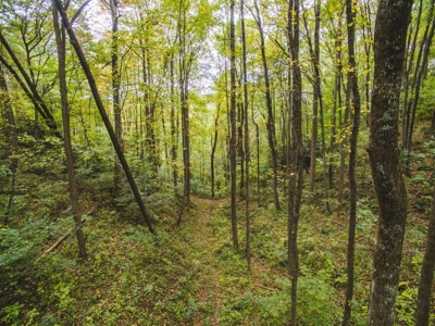 75 Acres of Hunting & Recreational Land for Auction in VA! - image 17