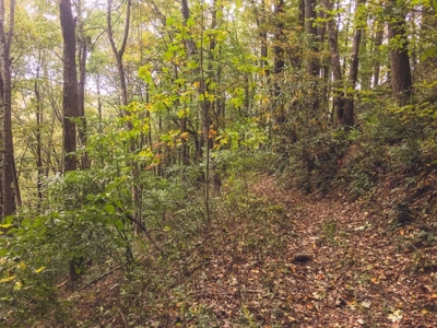 75 Acres of Hunting & Recreational Land for Auction in VA! - image 30