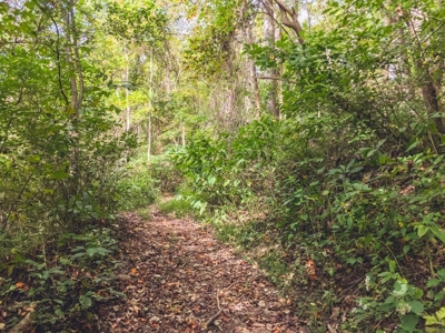 75 Acres of Hunting & Recreational Land for Auction in VA! - image 26