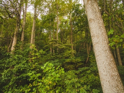 75 Acres of Hunting & Recreational Land for Auction in VA! - image 16