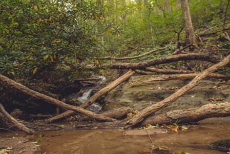 Large Acreage Tract of Wooded Land for Sale at Auction! - image 3
