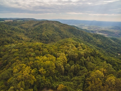 Large Acreage Tract of Wooded Land for Sale at Auction! - image 46
