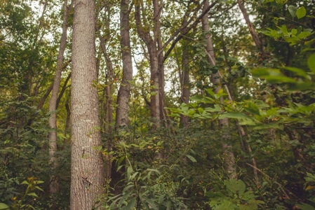 Large Acreage Tract of Wooded Land for Sale at Auction! - image 30