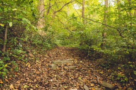 Large Acreage Tract of Wooded Land for Sale at Auction! - image 34