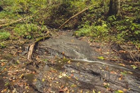Large Acreage Tract of Wooded Land for Sale at Auction! - image 5